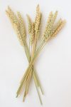 Preserved Wheat