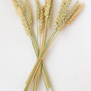 Preserved Wheat