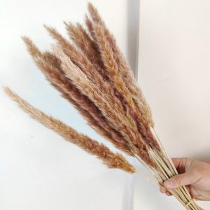 Mini Preserved Pampas